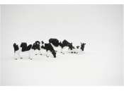 AT-Collections |   | AT3200503 | 1/0 | Holstein-Friesian Cattle Set of 4 cows. | 